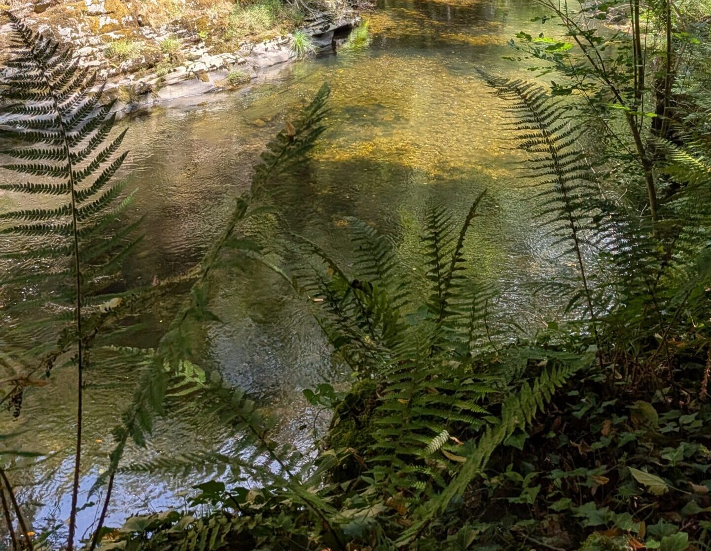 Fotografía de naturaleza serena para el artículo sobre la ansiedad en Ourense